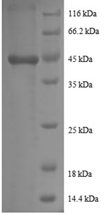 SDS-PAGE