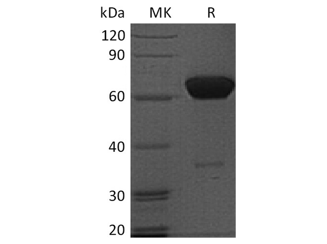 Валидация Elabscience PKSH033554(3853)