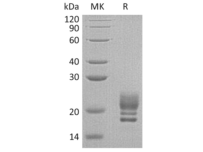 Валидация Elabscience PKSH033339(3670)
