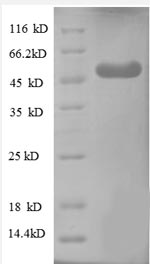 SDS-PAGE