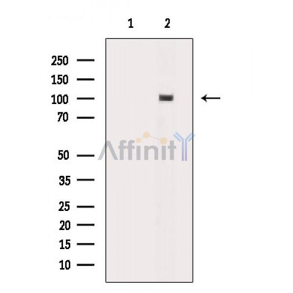 Валидация Affinity DF8517 - 20383