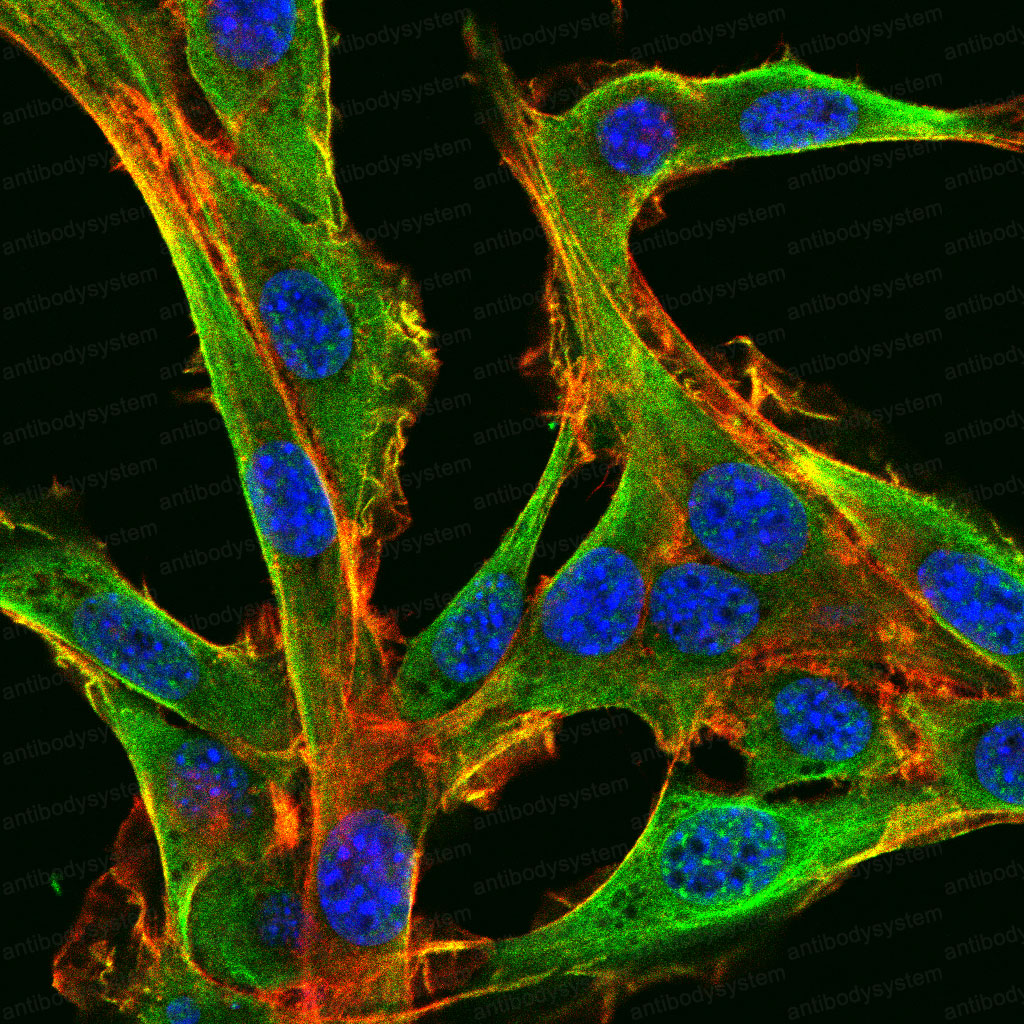 Валидация IF - AntibodySystem RHD38803