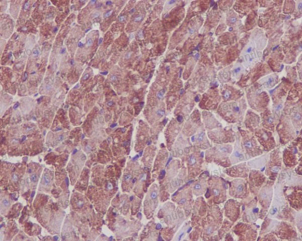 Валидация AntibodySystem RHF62101