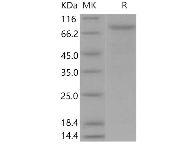 Валидация Elabscience PKSM040813(4777)