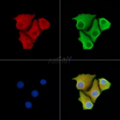 Валидация Affinity DF7292 - 18971