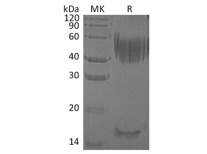 Валидация Elabscience PKSH032517(2976)