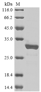 SDS-PAGE
