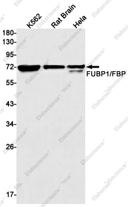 Вестерн-блоттинг, FUBP1/FBP, клетки K562, ткань мозга крысы, клетки HeLa