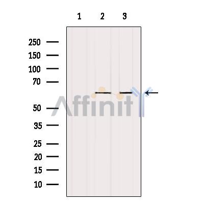 Валидация Affinity DF8929 - 21074