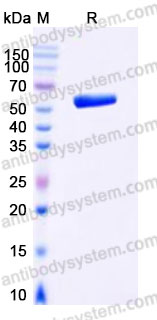 EHA80301, SDS-PAGE