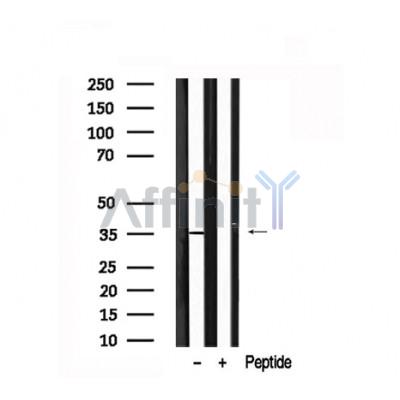 Валидация Affinity AF7673 - 4356