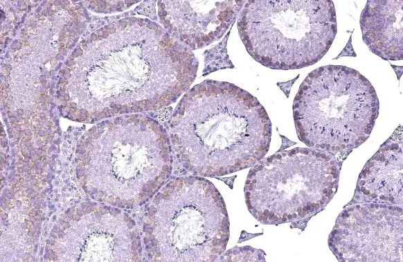 Валидация AssayVector ARM2378(4167)