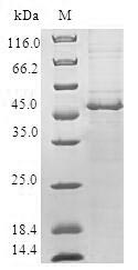 SDS-PAGE