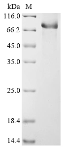 SDS-PAGE