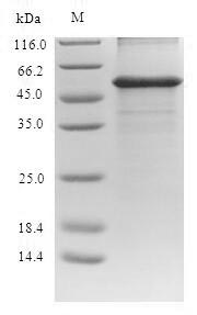 SDS-PAGE