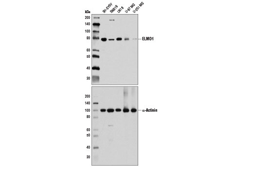 Валидация AssayVector ARM1441(1278)