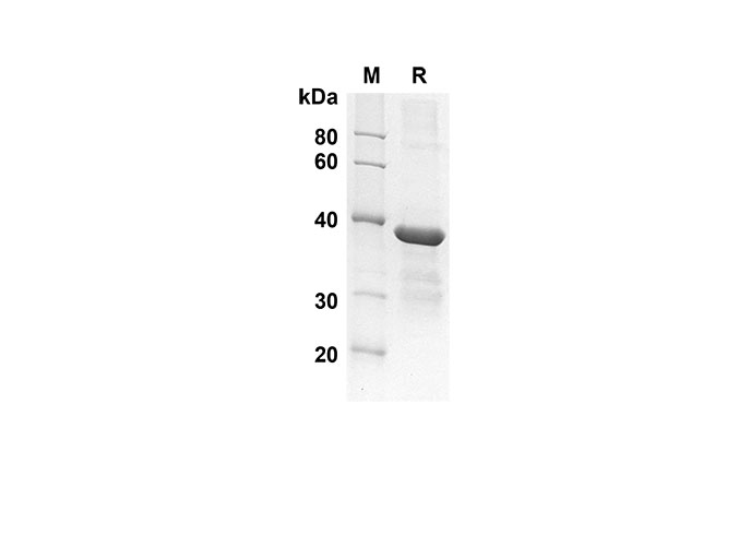 Валидация Elabscience PDEH100519(35)