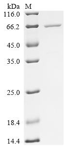 SDS-PAGE