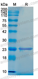 YHN58701, SDS-PAGE