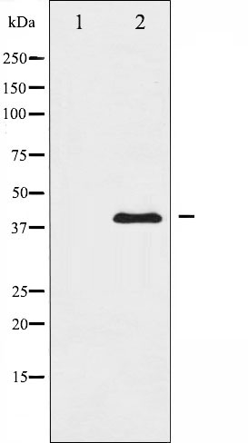 Валидация Affinity AF6383 - 3679