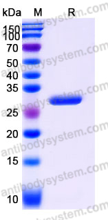 EHJ93102, SDS-PAGE