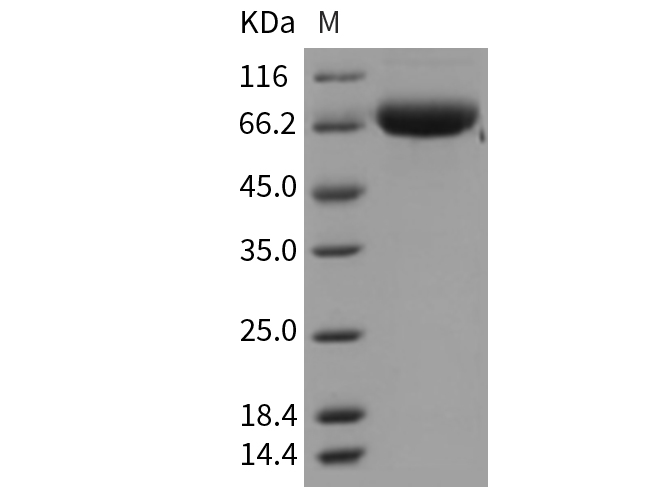 Валидация Elabscience PKSM040363(4365)