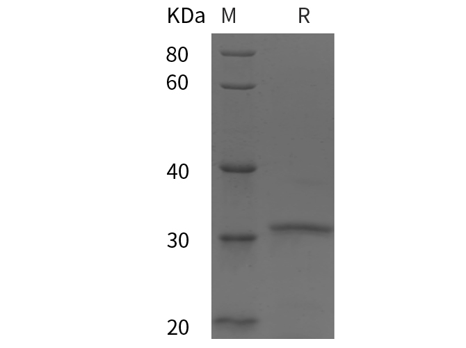 Валидация Elabscience PDEH100981(394)