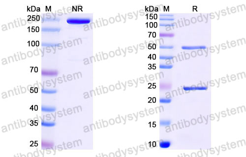 Валидация SDS-PAGE - AntibodySystem DHJ29001