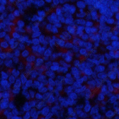 Иммунофлуоресценция, Phospho-IkB alpha (Ser32/S36), ткань селезенки крысы