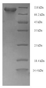 SDS-PAGE