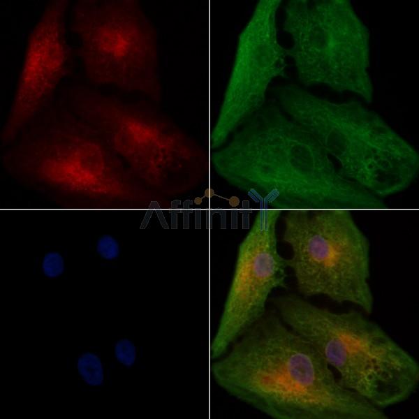 Валидация Affinity DF7913 - 19742