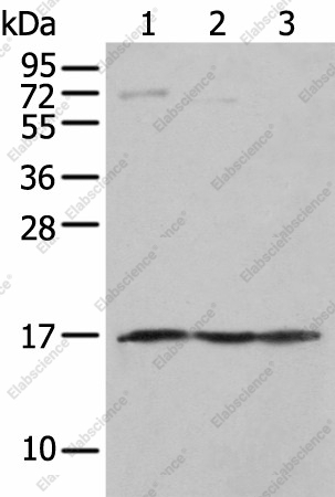 Вестерн-блоттинг, NDUFA12, ткань плода человека и клеточные линии PC-3, Jurkat