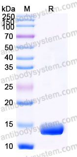 EHB98701, SDS-PAGE