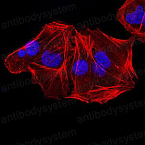 Валидация IF - AntibodySystem RHF92801 (1126)