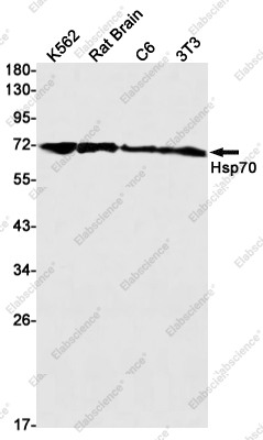 Вестерн-блоттинг, Hsp70, клетки K562, ткань мозга крысы, клетки C6, клетки 3T3