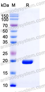 EHA59201, SDS-PAGE