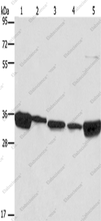 Вестерн-блоттинг, ELAVL1, клеточные линии 293T, A431, NIH/3T3, HeLa и HepG2