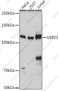 Вестерн-блоттинг, USP11, различные клеточные линии