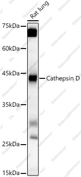 Вестерн-блоттинг, Cathepsin D, ткань легкого крысы