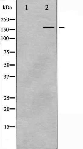 Валидация Affinity AF6042 - 3243