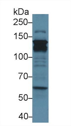 13563