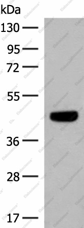 Вестерн-блоттинг, GNAT1, клетки HT29