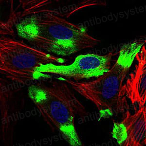 Валидация IF - AntibodySystem RHD38502