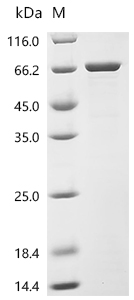 SDS-PAGE