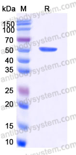 EHD91001, SDS-PAGE