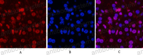 Валидация IF - AntibodySystem RHC20005 (323)