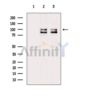Валидация Affinity DF15738 - 12213