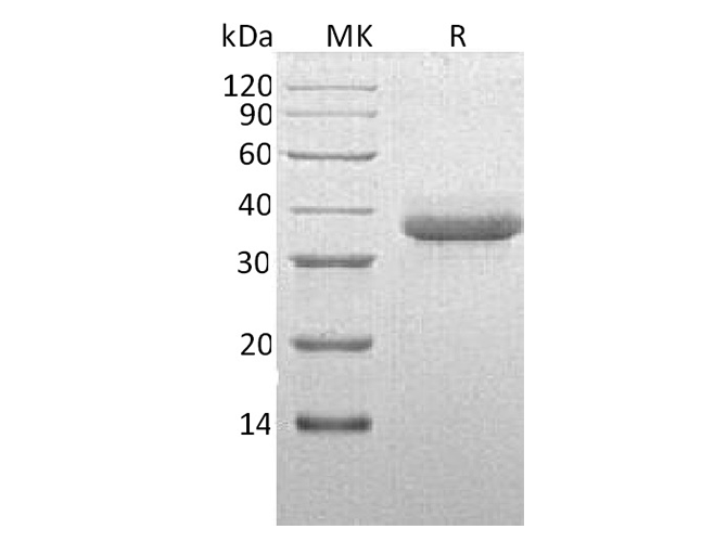 Валидация Elabscience PKSH033366(3697)