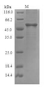 SDS-PAGE