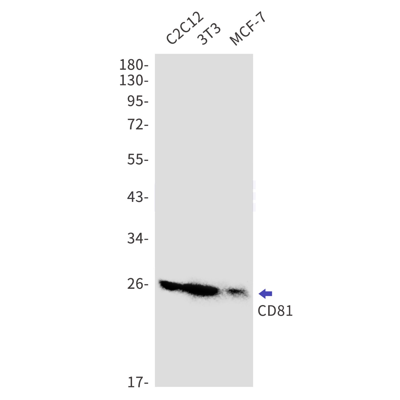 Валидация WB - AssayVector ARM1711 (713)